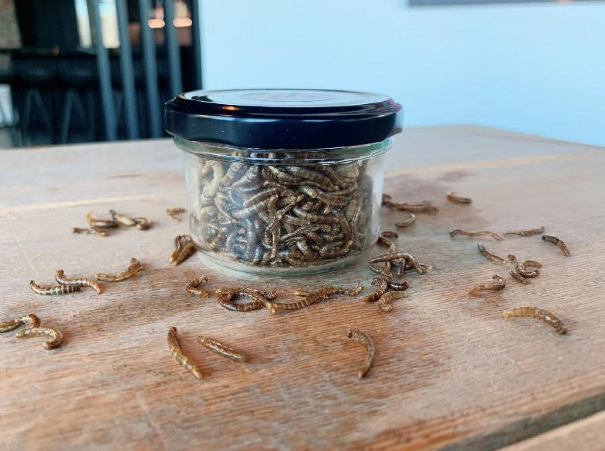 mealworms